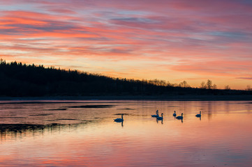 Obraz na płótnie Canvas white swans at sunrise under colorful sky