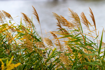 Fototapety  Common reed grass blowing in the wind at the Maritsa riverbank, Zlato Pole or Gold Field Protected Area, Municipality of Dimitrovgrad,Haskovo Province, Bulgaria, selective focus