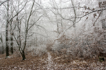 Frosted trees in forest at morning fog