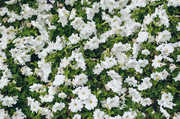 Many white petunia flowers with green leaves. Natural background.