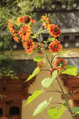 Caminhos do Himalaia