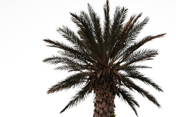 Fototapeta na wymiar Palm tree on white background