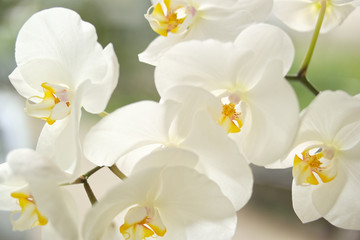 Fototapeta na wymiar White orchids flowering branch