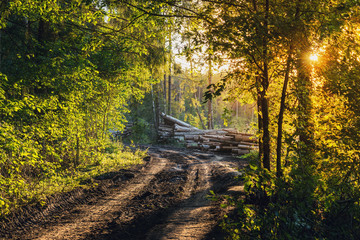 Road in the forest to raw wooden lumber.