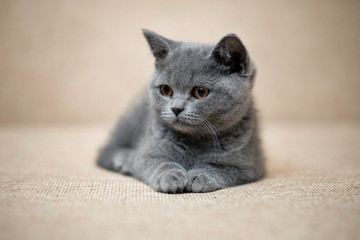 small british shorthair plush gray kitten