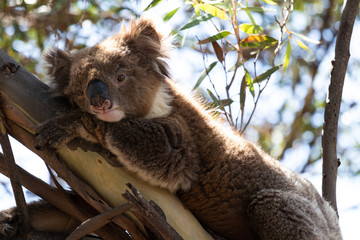 Close up of a sad looking, cute wild koala bear resting in a mallee eucalyptus tree in South Australia.