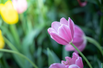 Beautiful bouquet of tulips. colorful tulips. nature background