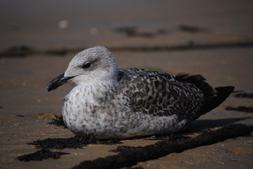 Tired seagull resting on sand