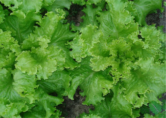 alface bem verdinhas