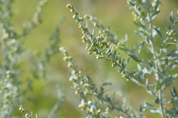 Wormwood. Flowering absinthium. Background blur. Medicinal plant. Wormwood on the field in the sunlight Blooming wild field..