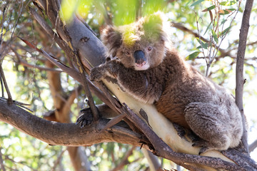 Cute wild koala bear clinging to eucalyptus tree branch in bright morning sun in South Australia.