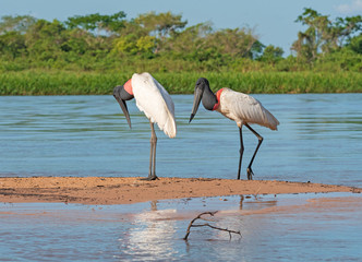 A Pair of Jabiru Wandering on a River Sandbar