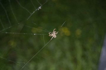 Spider on a web
