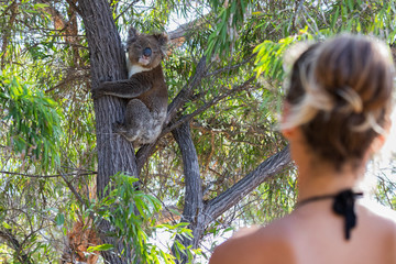 Person looking at koala bear climbing tree in the wild in South Australia.