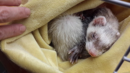 furet au dodo © Daphn
