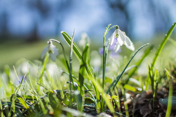 White spring flowers against sky and silhouettes of trees