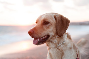Labrador dog in the beach at the sunset in Catalonia.