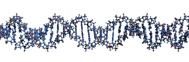 3D image of DNA macromolecule skeletal formula - molecular chemical structure of  deoxyribonucleic acid double helix isolated on white background,