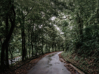 path in the forest