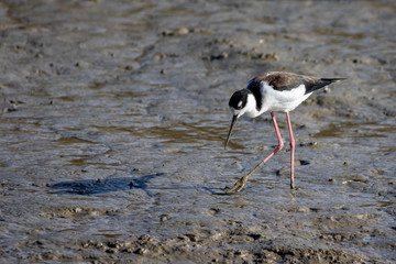 bird on the beach