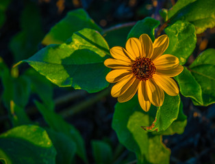 flower yellow nature orchard green bloom daisy sunflower summer beautiful sharp bright leaves floral petal miami