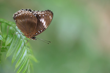 macro close up photo of brown butterfly with wings closed sitting on a green fern, space to side for copy
