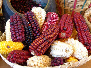 Top view of variety of colorful cubs of corn: Indian corn, purple and yellow corn, sweet corn in basket on display at indigenous seed festival in Cuenca, Ecuador