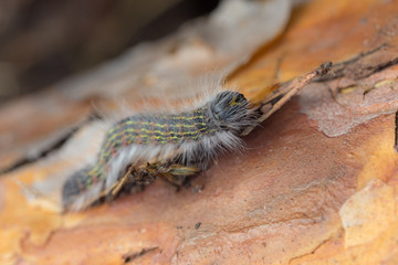 caterpillar close up
