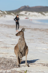 A kangaroo on the beach with a jogger behind at Lucky Bay in the Cape Le Grand National Park, near Esperance, Western Australia