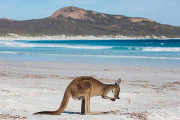 A kangaroo feeding on the beach at Lucky Bay in the Cape Le Grand National Park, near Esperance, Western Australia
