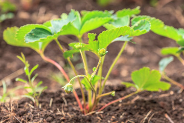 Strawberry Plant Grow