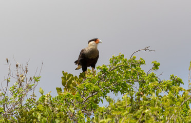 carcará watching