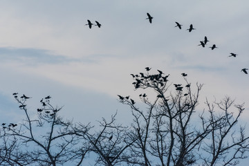 birds flying over the trees