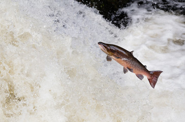 large male Atlantic salmon leaping on water fall