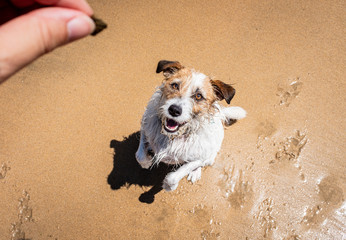 Jack Russell dog begging for treat on beach, out of focus hand holding treat, top view.