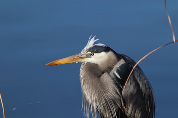 Heron in lake