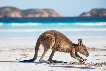 Een voedende jonge kangoeroe op het strand van Lucky Bay in het Cape Le Grand National Park, in de buurt van Esperance, West-Australië