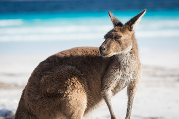 Ein Känguru-Porträt am Strand von Lucky Bay im Cape Le Grand National Park, in der Nähe von Esperance, Westaustralien