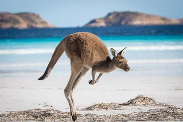  Een kangoeroe huppelt op het strand van Lucky Bay in het Cape Le Grand National Park, in de buurt van Esperance, West-Australië © Michael Evans