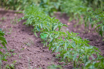 Growing tomatoes on bed in a raw in the field in the spring. green seedling of tomatoes growing out of soil. Densely planted young tomato plants ready for planting.