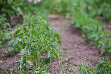 Growing tomatoes on bed in a raw in the field in the spring. green seedling of tomatoes growing out of soil. Densely planted young tomato plants ready for planting.