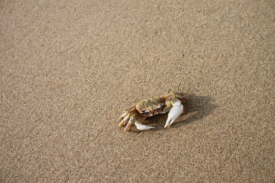 crab (Brachyura) on the sand at the beach with one big claw and one small claw
