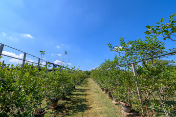 Mulberry tree in organic farm at Thailand