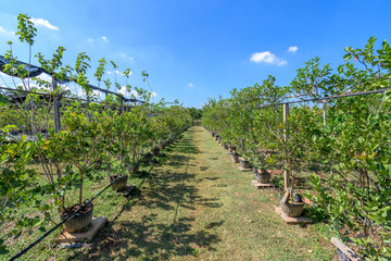 Mulberry tree in organic farm at Thailand