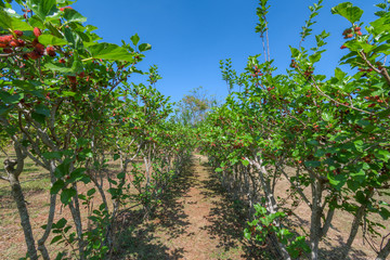Mulberry tree in organic farm at Thailand