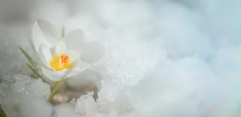 Fotobehang White crocus in snow in spring. first flowers in spring. Beautiful white flower in sun. © Maryna