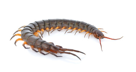 Centipede on white background