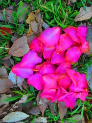 花びらで作ったハート