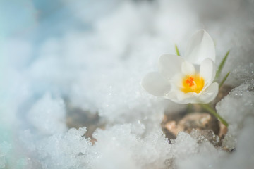 White crocus in snow in spring. first flowers in spring. Beautiful white flower in sun.