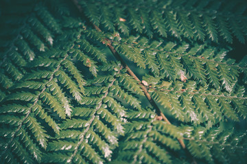 Green Leaf Texture; nature background